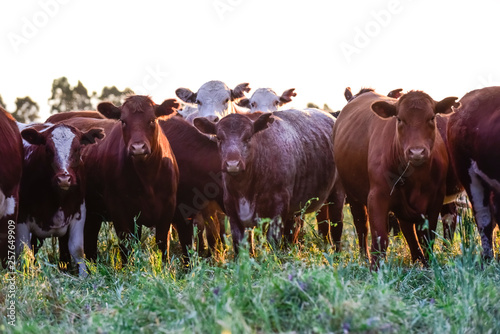 Cows in Countryside,in Pampas landscape, Argentina