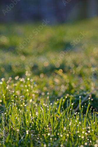 Fresh grass with dew drops