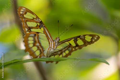 Photos Pracht Passionsfalter - Philsethria Dido