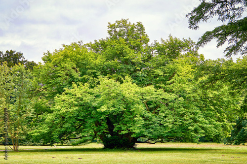 Beautiful old tree in the countryside. Schwerin, Germany