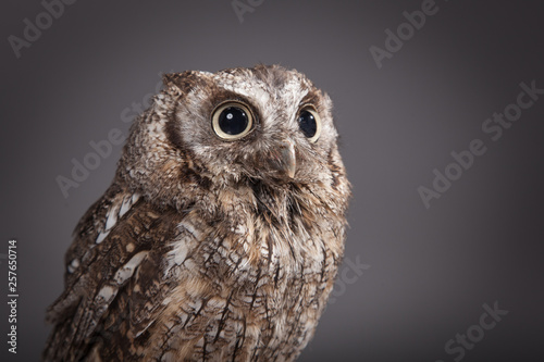 Little Owl (Athene noctua) brown /grey 