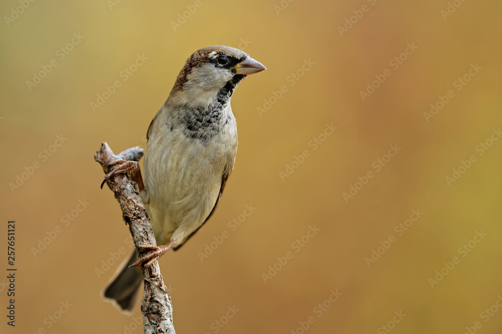 Fototapeta premium Haussperling