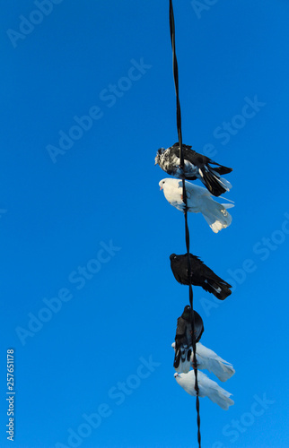 Pigeons on electrical wires against blue sky background