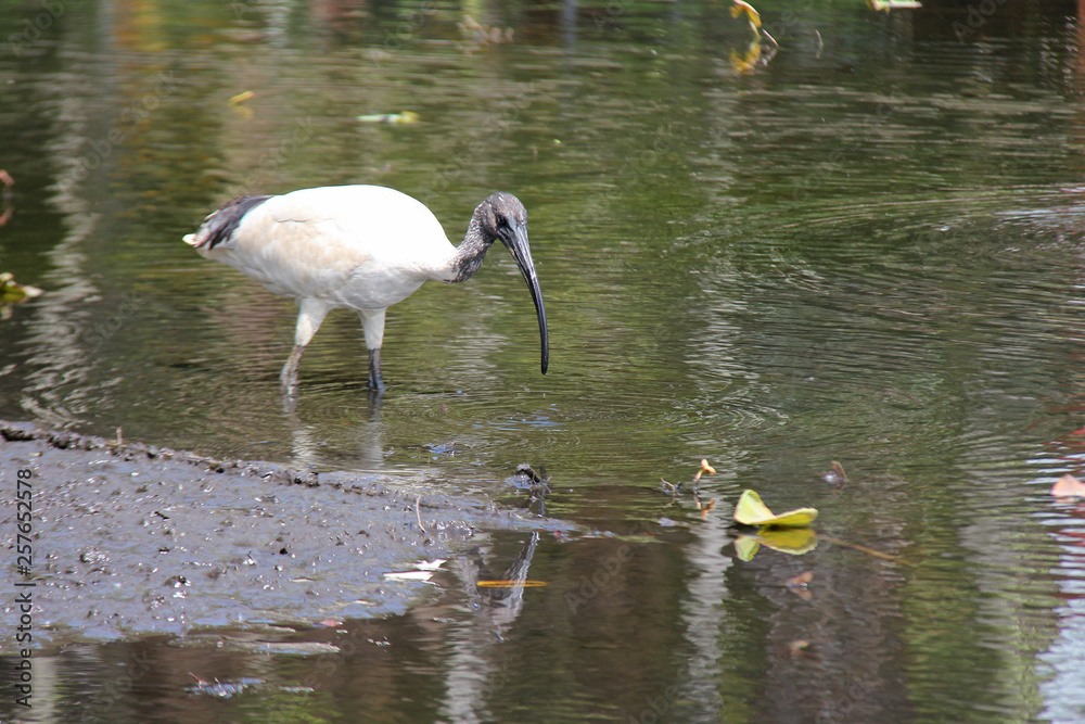 Naklejka premium Ibis (Australia)