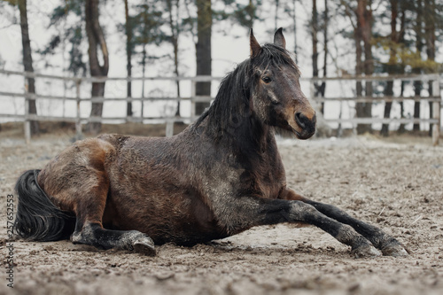 Horse lying in the dirt