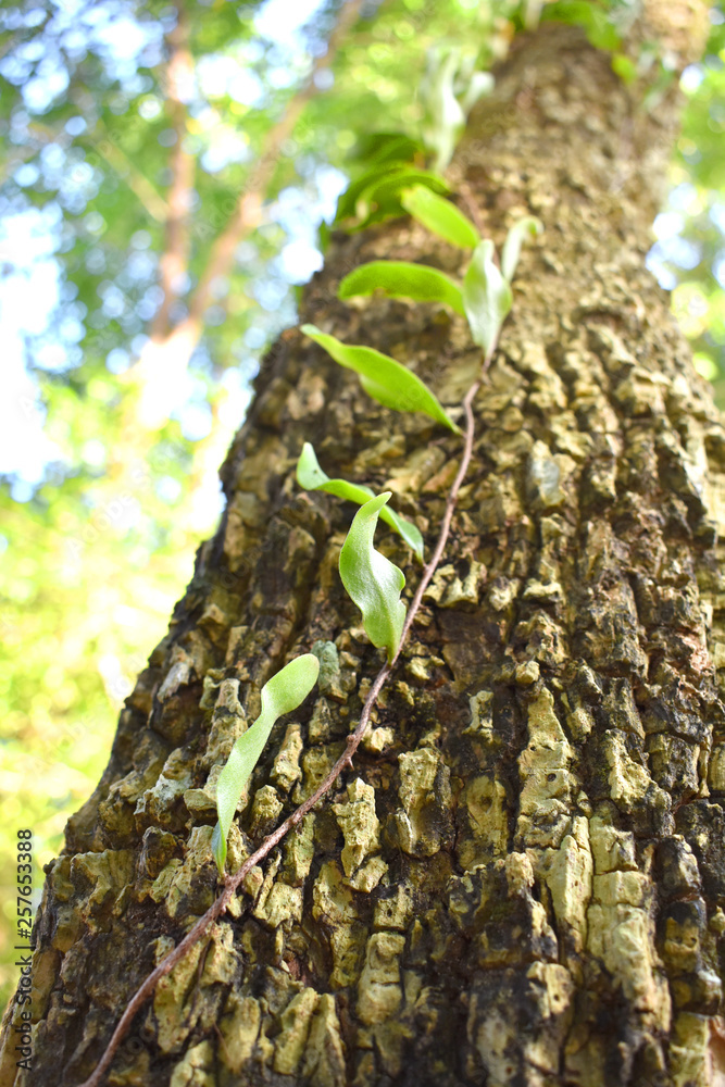 A climber plants climbing on higher tree to the top A climber plants climbing on higher tree to the top