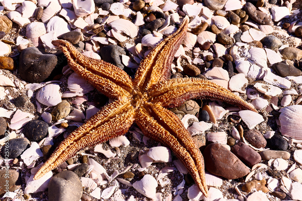 starfish on small rocks, colors	
