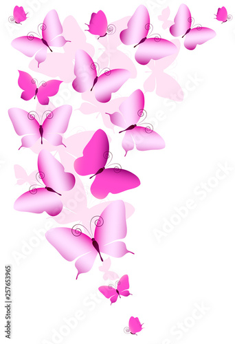 beautiful pink butterflies, isolated on a white