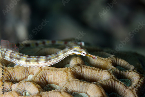 Corythoichthys flavofasciatus EG-38.... photo
