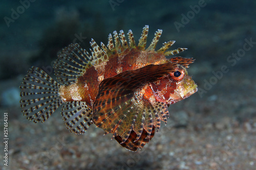 Dendrochirus brachypterus EG-090 photo