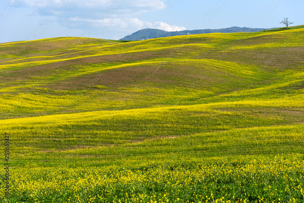 Beautiful farmland rural landscape, colorful spring flowers in Tuscany, Italy.