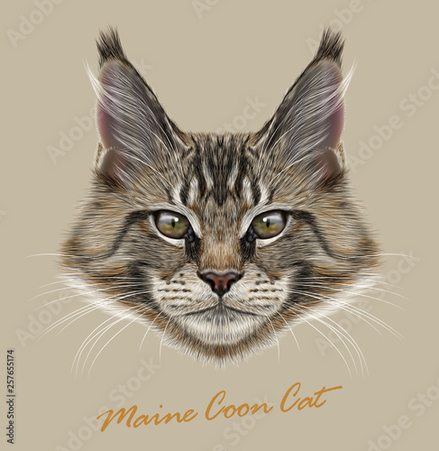 Maine coon cat animal cute face. Vector happy grey tabby kitten head portrait. Realistic gray fur portrait of American longhair maine coon kitty isolated on beige background. © ant_art19