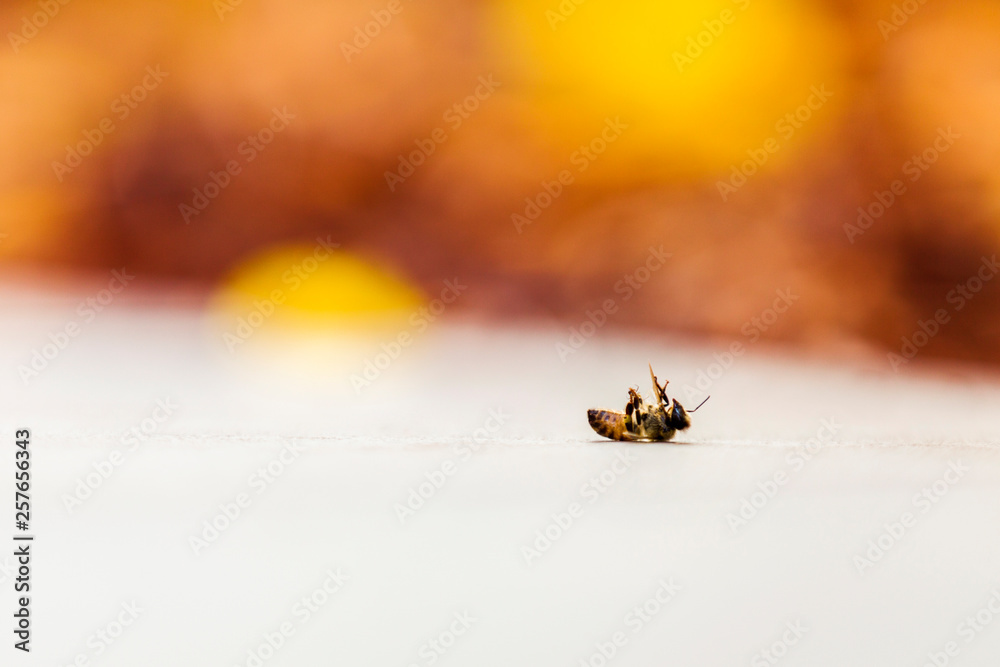 Wasp slowly dying on garden pathway. Wasp slowly dying on garden pathway.