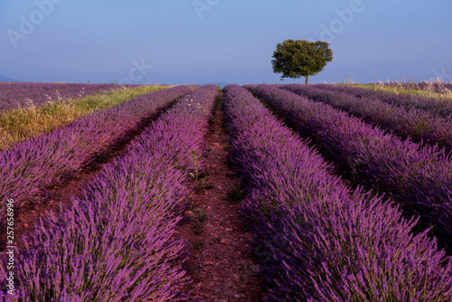 lonely tree at lavender field