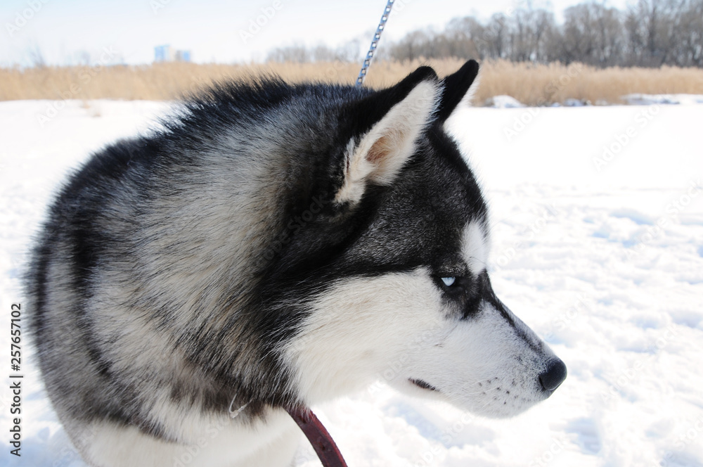 Husky dog in the Russian snowy landscape on a sunny day
