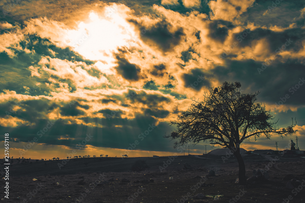 sky cloud tree nature