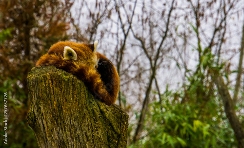 Red panda sleeping on a stumped tree top, Endangered animal specie from Asia photo