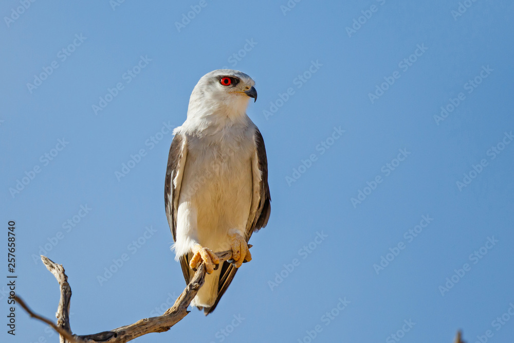Black-shouldered Kite on a branch in the desert of the Kgalagadi Transfrontier Park in South Africa Black-shouldered Kite on a branch in the desert of the Kgalagadi Transfrontier Park in South Africa