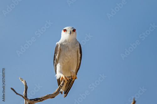 Black-shouldered Kite on a branch in the desert of the Kgalagadi Transfrontier Park in South Africa