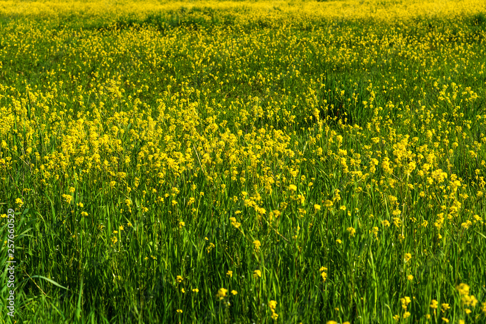 Colorful field of blooming raps in spring.