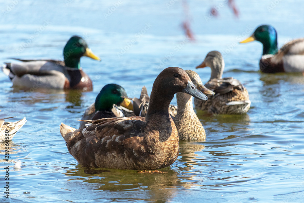 Canard domestique au milieu des canards Colvert, Mâle Canard domestique au milieu des canards Colvert, Mâle