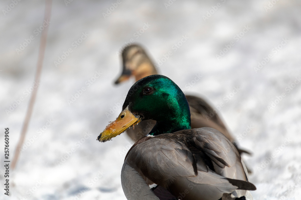 Couple de Canard Mallard, Colvert en hiver Couple de Canard Mallard, Colvert en hiver
