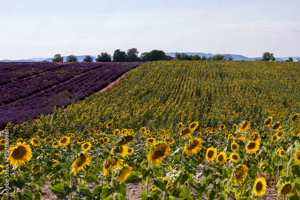 lavender and sunflower field