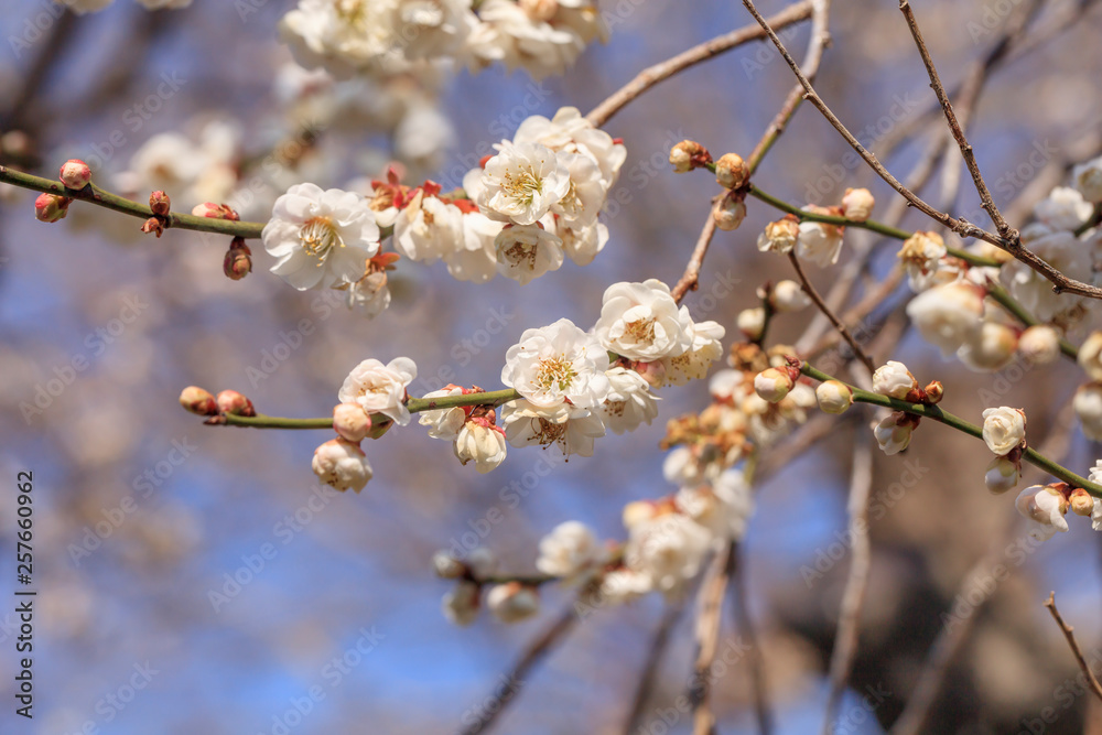 Early blooming White plum blossoms Early blooming White plum blossoms