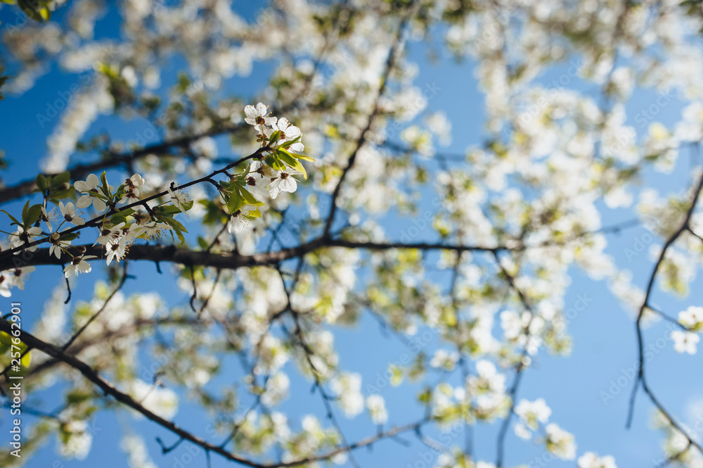 Flowering cherry in spring time against the blue sky on a sunny day. Large branches with open pistils. White flower, the onset of heat, copy space. Nature photography and landscape. Flowering cherry in spring time against the blue sky on a sunny day. Large branches with open pistils. White flower, the onset of heat, copy space. Nature photography and landscape.