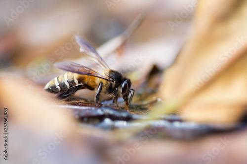 Close up of giant honey bee (Apis dorsata) drinking water in the summer, side view.