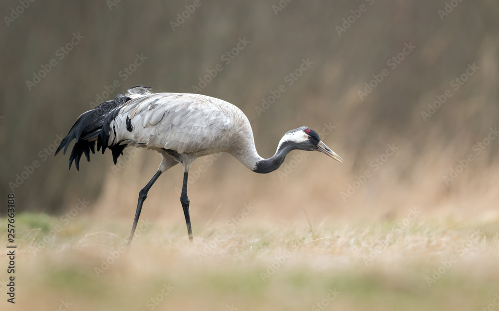 Fototapeta premium Common crane (Grus grus)