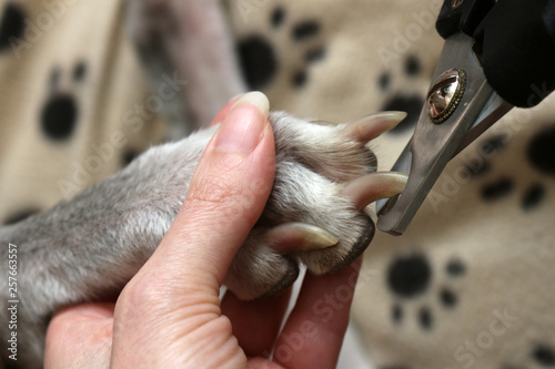 Cutting Dogs Claws. Clipping a dogs long nails, close up
