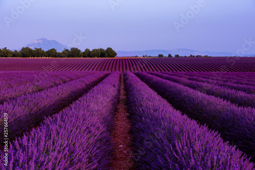 lavender field france © .shock