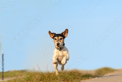 Jack Russell Terrier is running in front of blue sky over a path