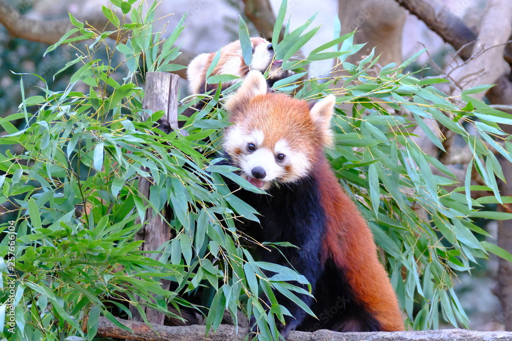 Fototapeta premium Lesser Panda