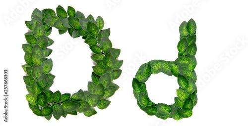 Letter D, English alphabet, made of green spring leaves. Isolated on white background. Concept: design, logo, word, text, title