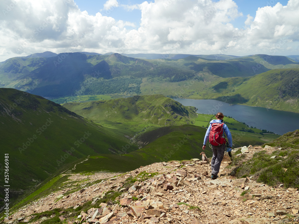A female hiker and their dog descending from Grasmoor down Lad Hows above Buttermere on a sunny day in the English Lake District, UK.