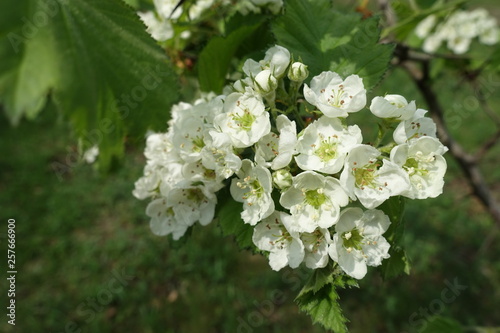 Close view of cluster of white flowers of northern downy hawthorn