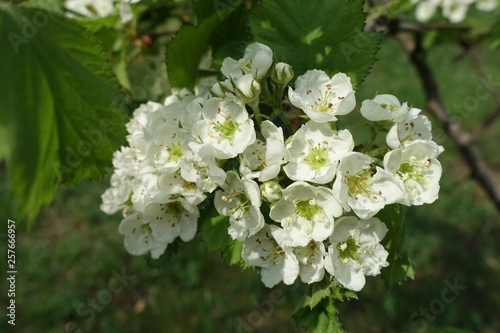 Closeup of white flowers of northern downy hawthorn