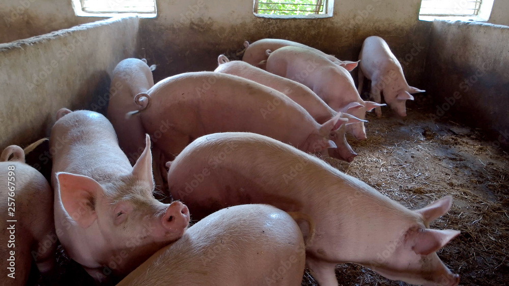 Pigs are walking around. Swines and straw. Waiting for food. Farm is breeding hogs for sale. Pigs are walking around. Swines and straw. Waiting for food. Farm is breeding hogs for sale.