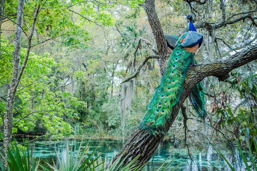Naklejka premium Peacocks