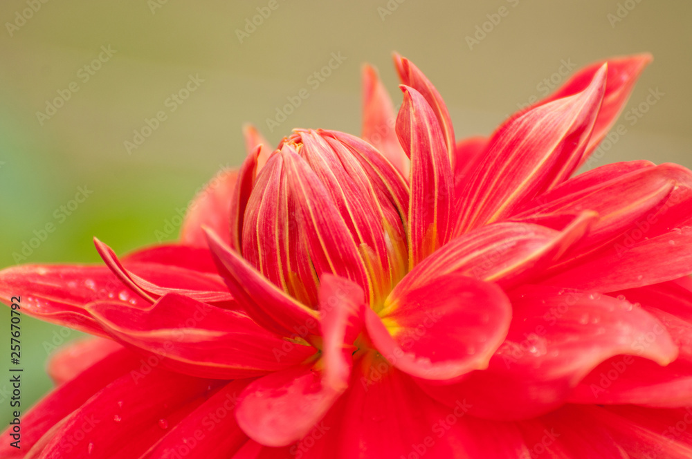 Red daisy flower