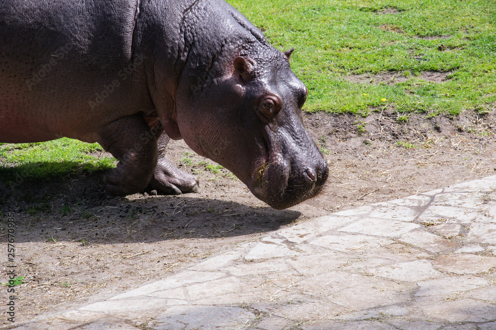 Hippopotamus walking - Berlin - Germany Hippopotamus walking - Berlin - Germany