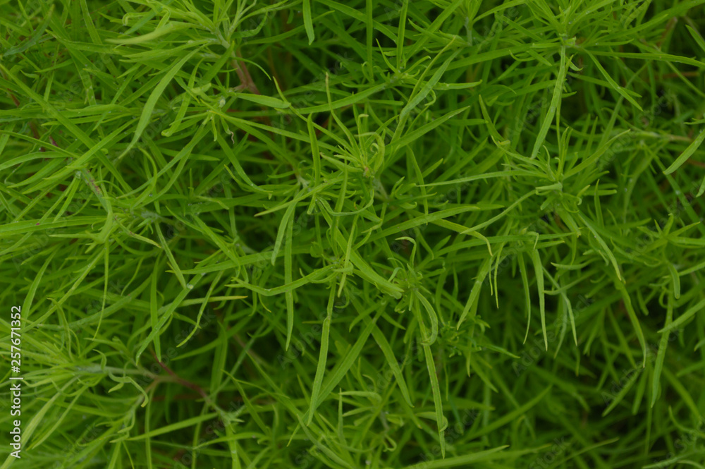 background of green grass background of green grass