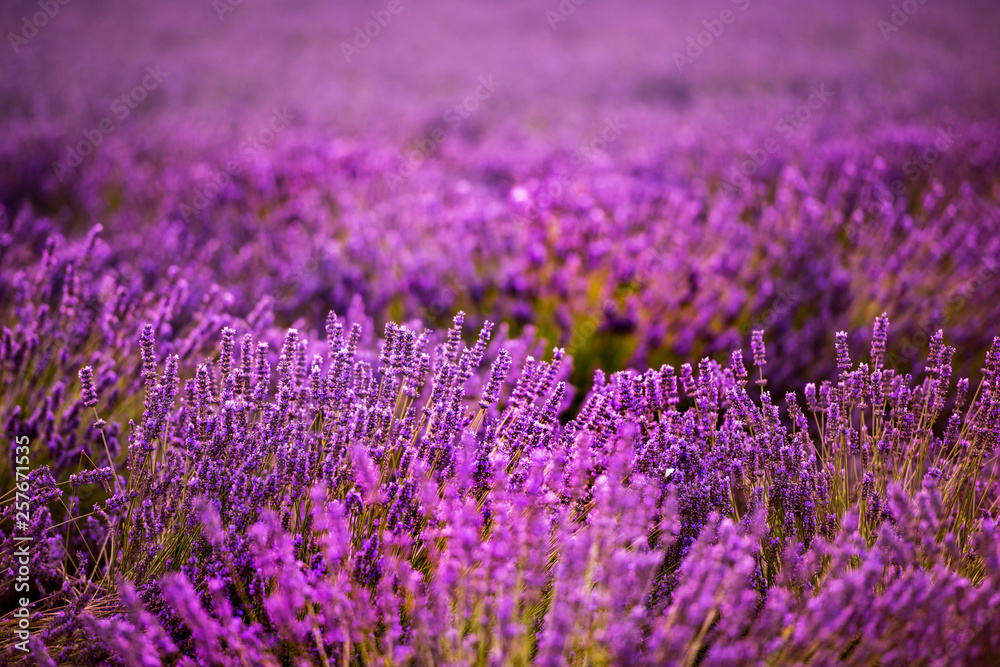 Obraz premium Close up Bushes of lavender purple aromatic flowers
