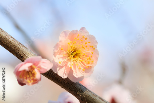 Early blooming Pink plum blossoms photo