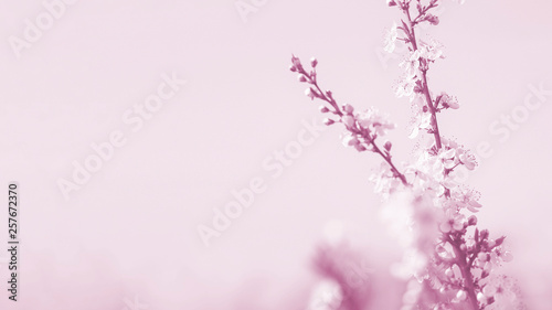 flowering cherry fruit plant. natural background. tinted