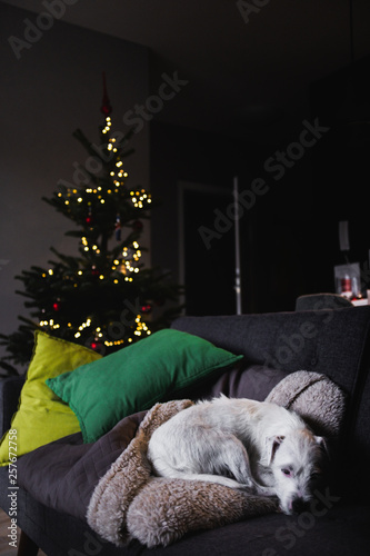 dog sleeping under christmas tree