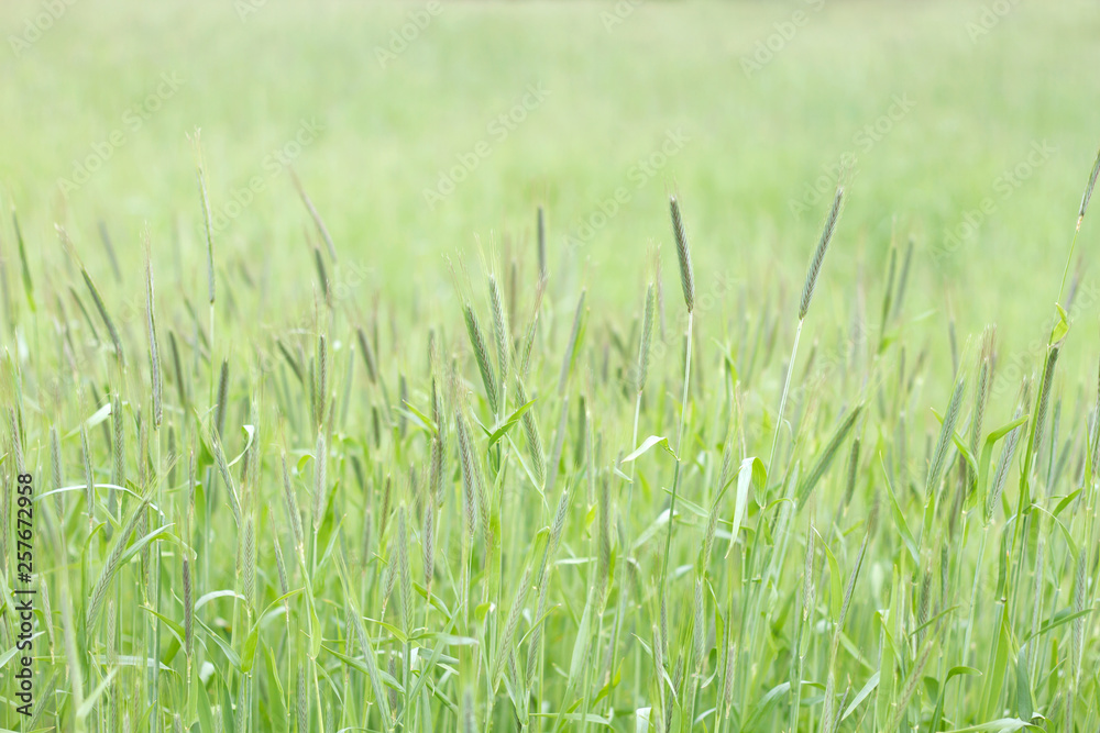 Fototapeta premium Green grass in the springtime countryside