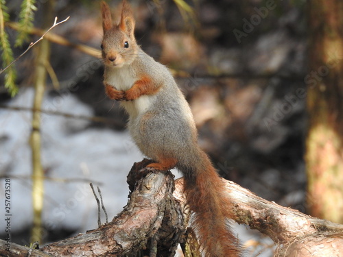 squirrel sitting on a tree root